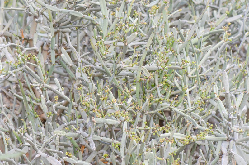 Cissus subaphylla photo 3