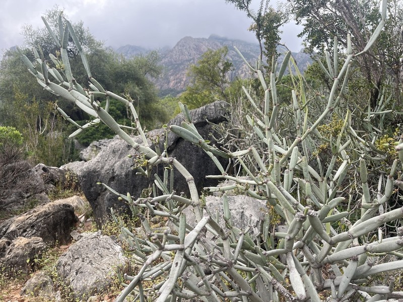 Cissus subaphylla photo 5