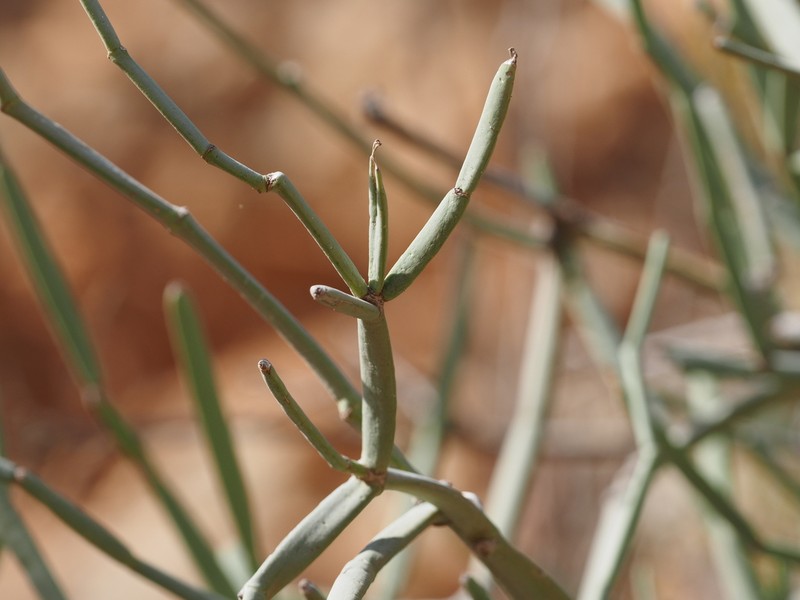 Cissus subaphylla photo 6