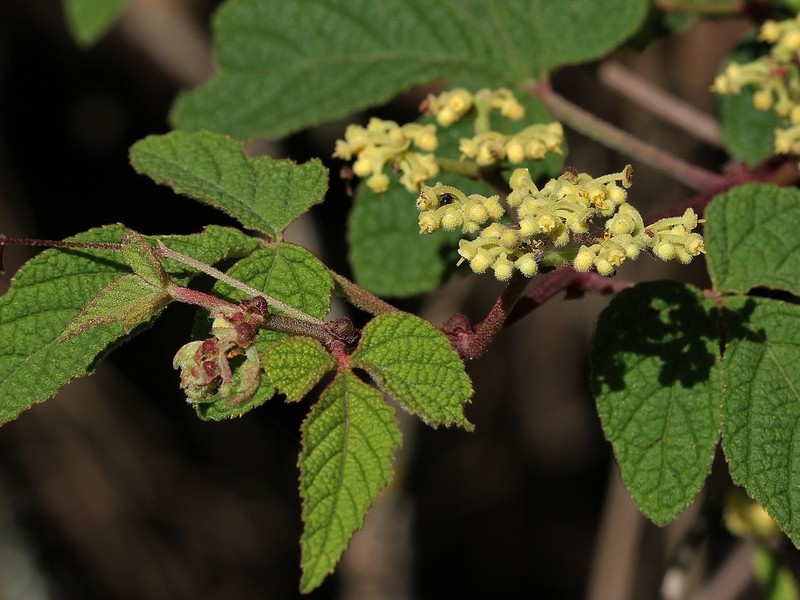 Cissus subrhomboidea