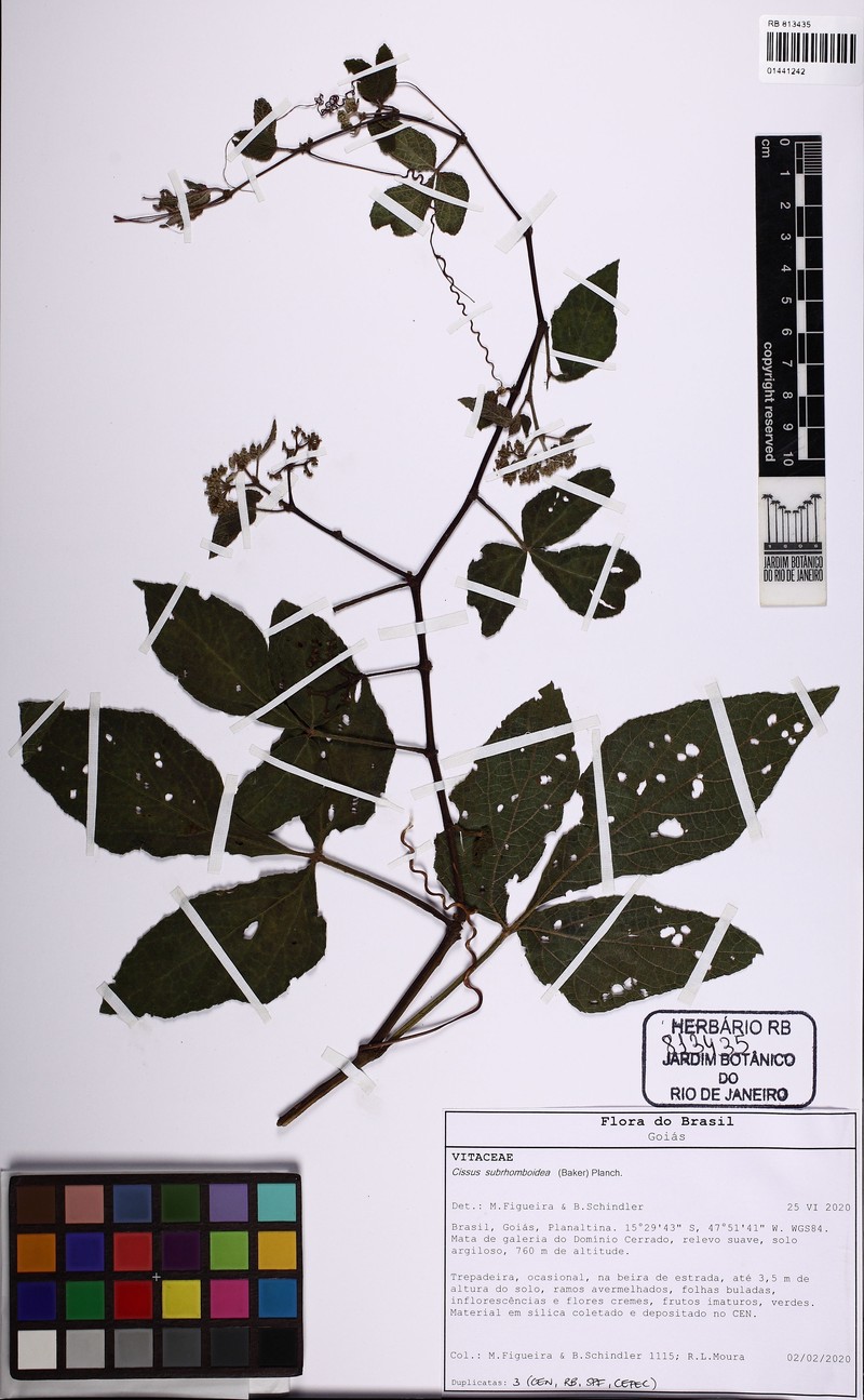 Cissus subrhomboidea photo 2