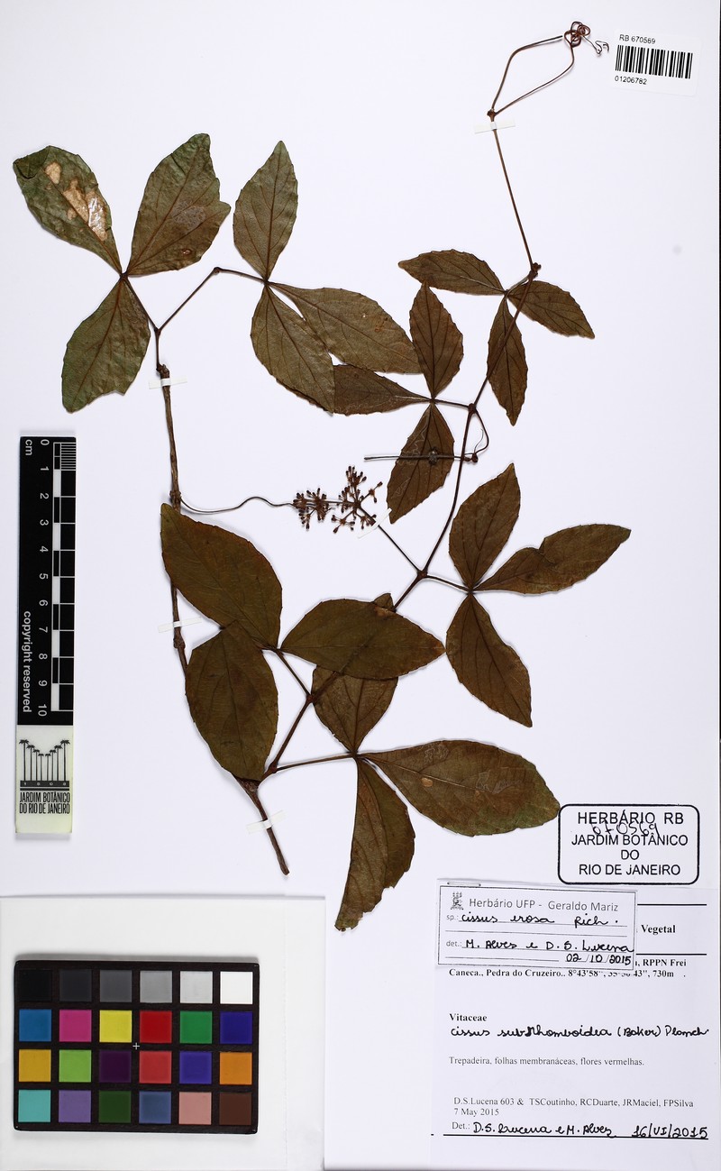 Cissus subrhomboidea photo 3