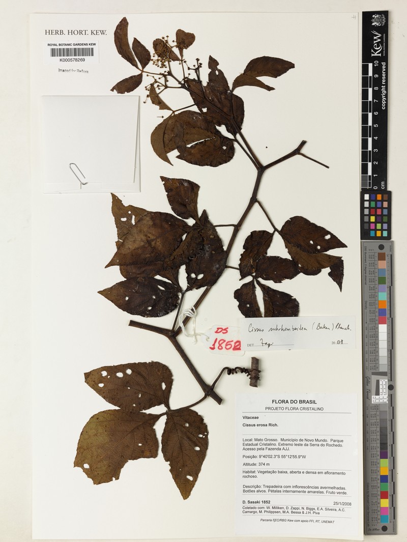 Cissus subrhomboidea photo 4