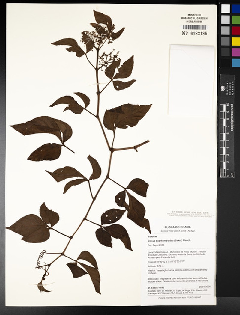 Cissus subrhomboidea photo 5