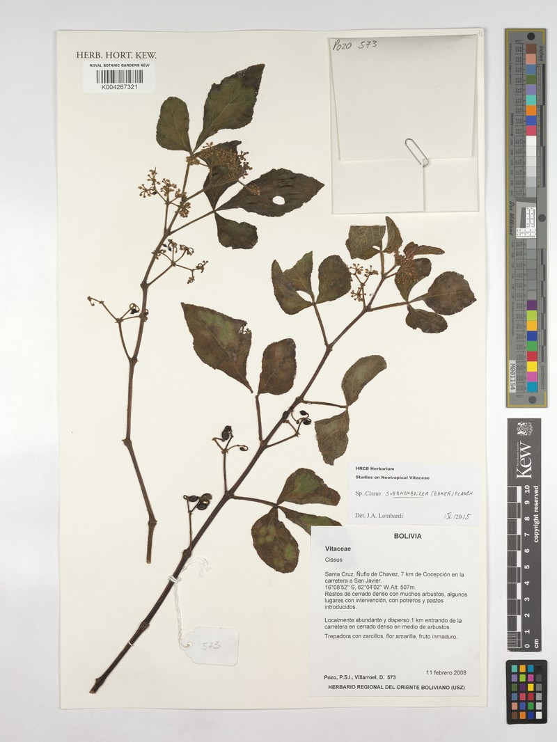 Cissus subrhomboidea photo 6
