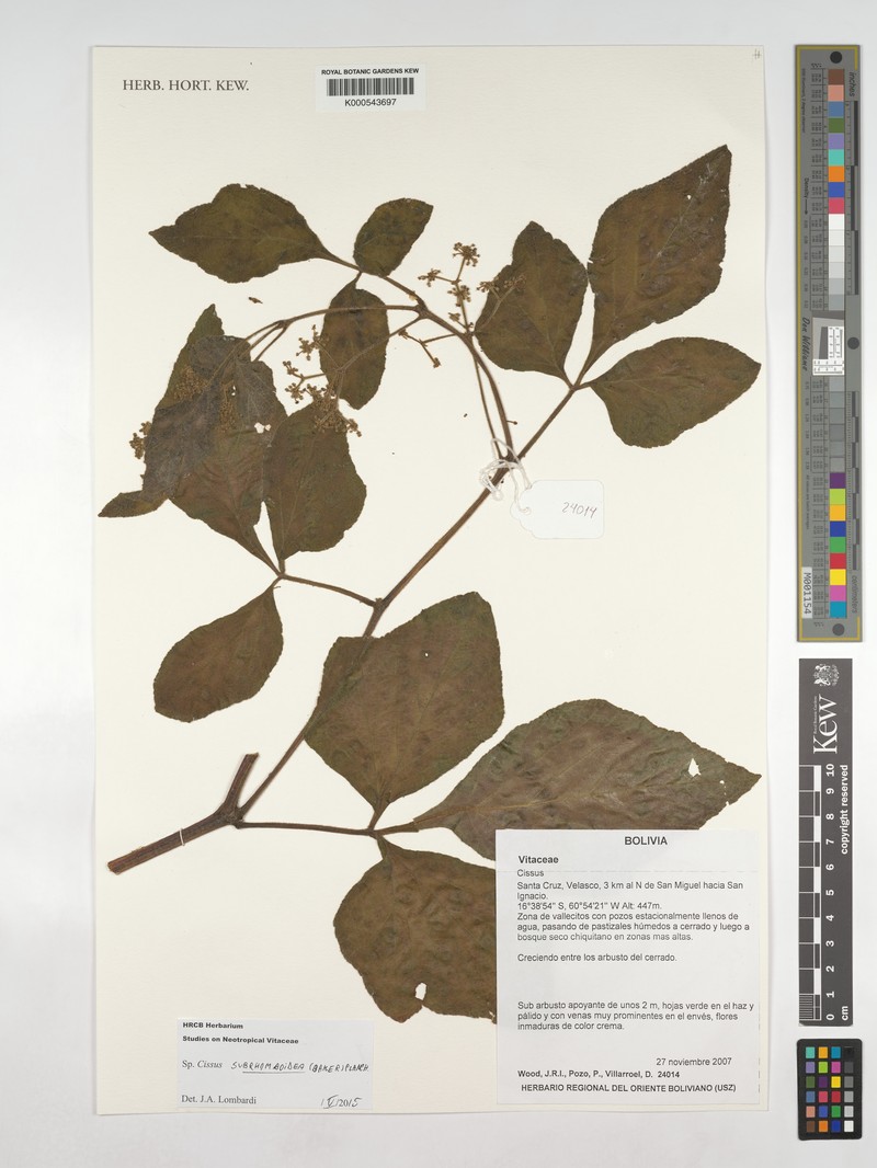 Cissus subrhomboidea photo 7