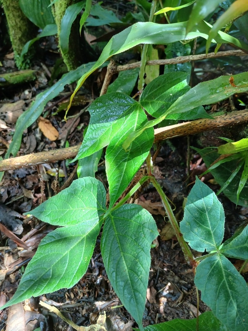 Cissus sulcicaulis