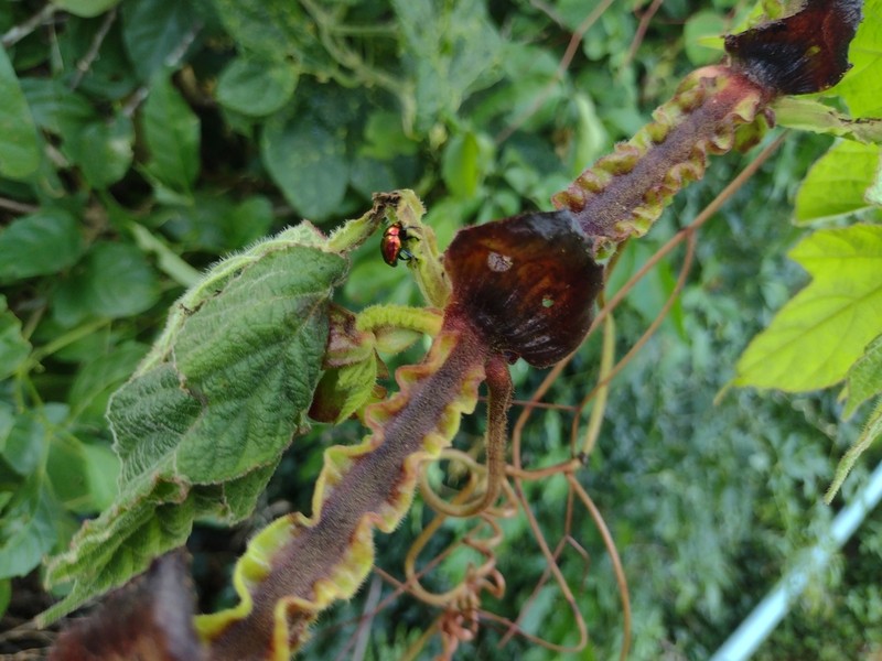 Cissus sulcicaulis photo 2