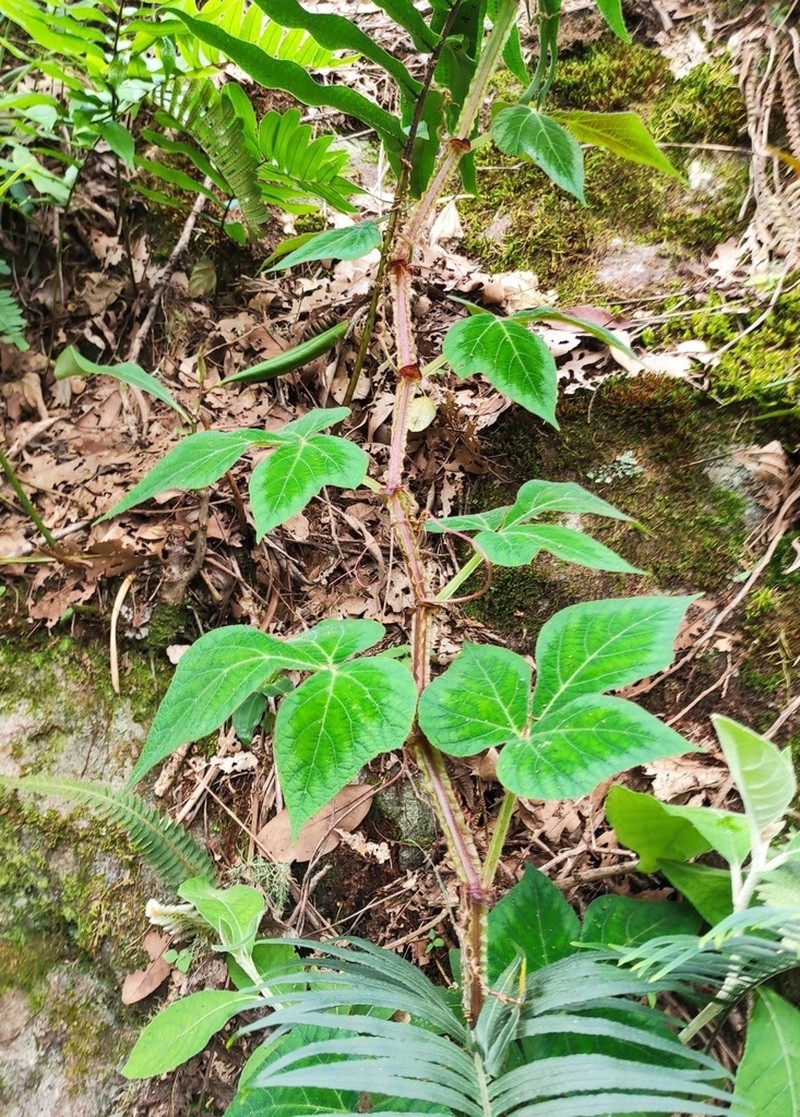 Cissus sulcicaulis photo 3