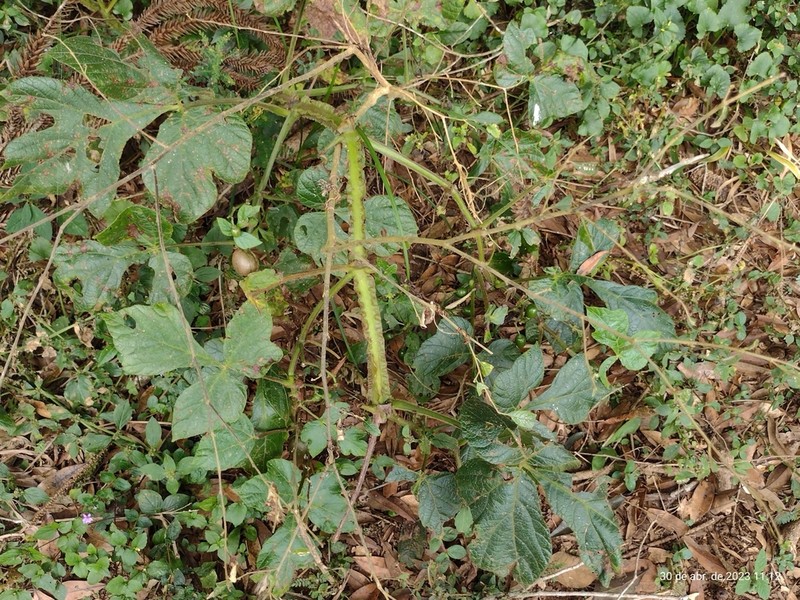 Cissus sulcicaulis photo 4