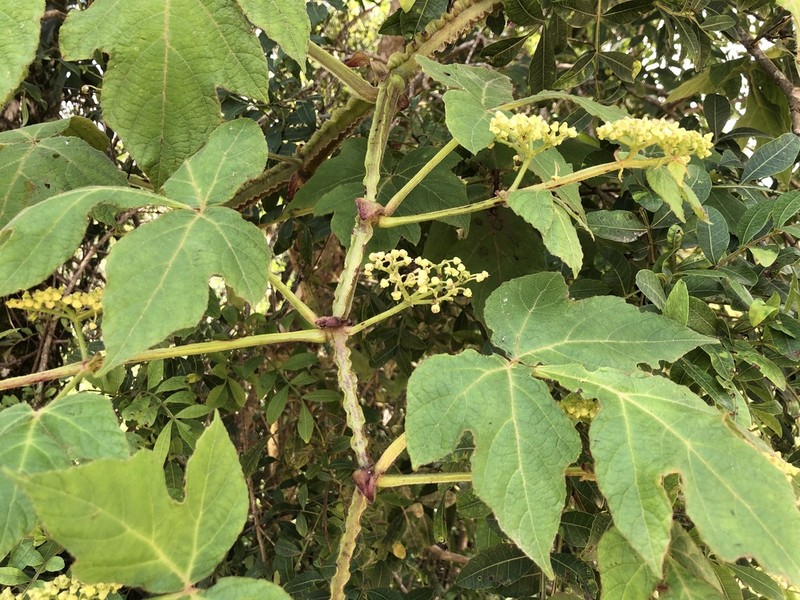 Cissus sulcicaulis photo 5