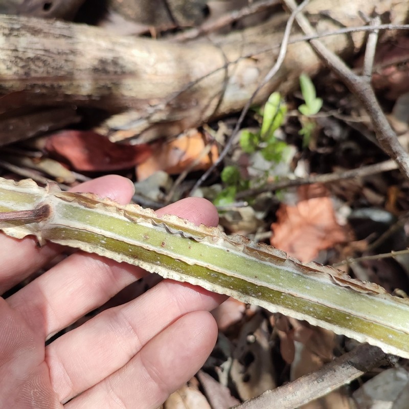 Cissus sulcicaulis photo 6