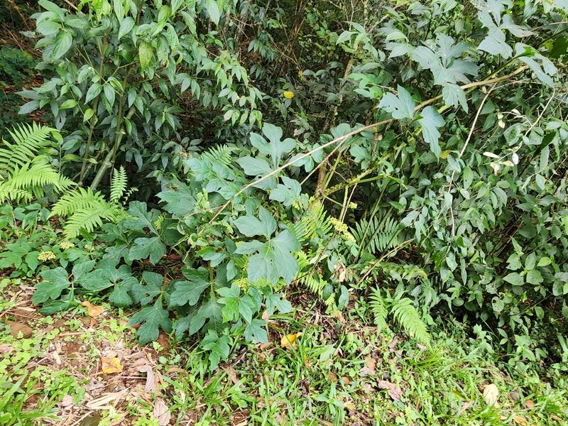 Cissus sulcicaulis photo 7