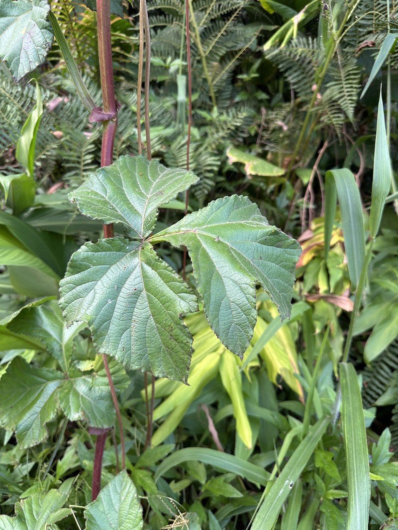 Cissus sulcicaulis photo 8