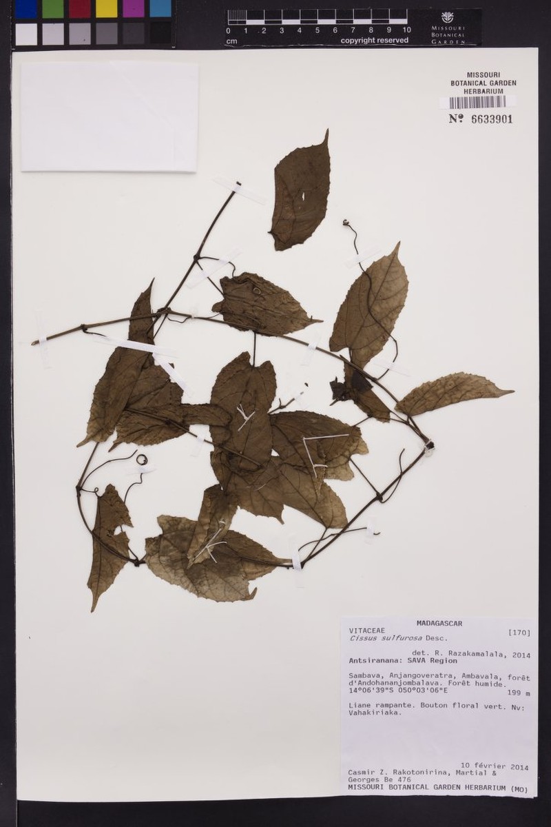Cissus sulfurosa