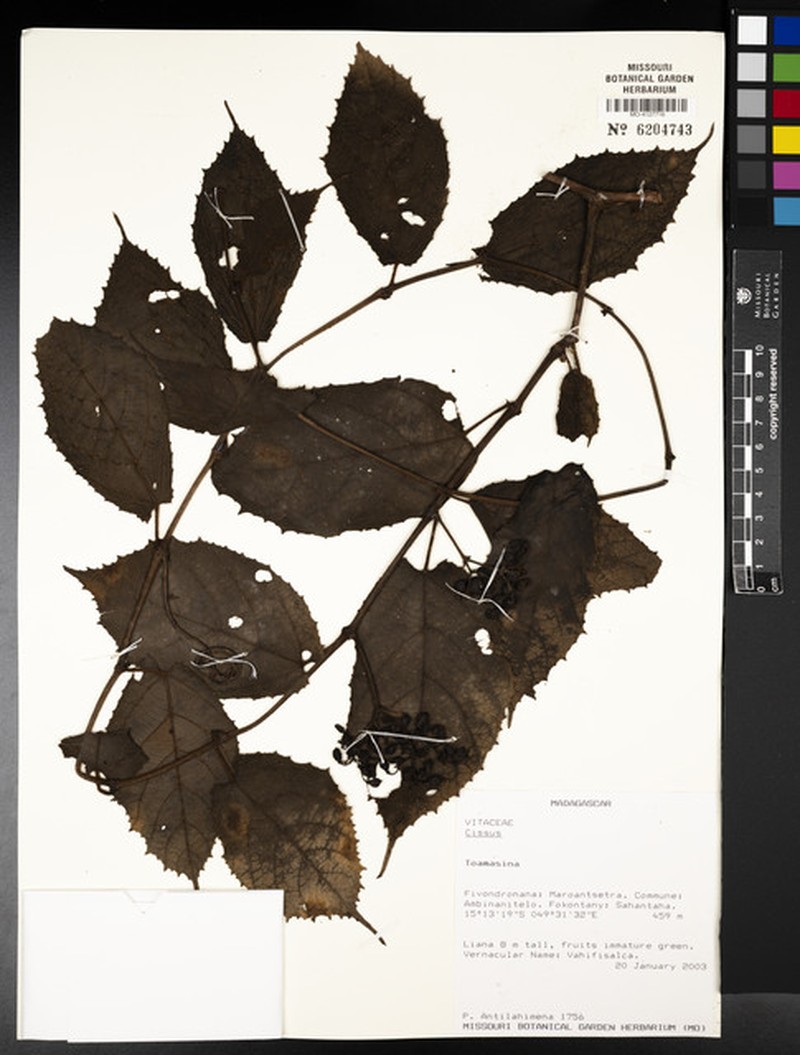 Cissus sulfurosa photo 2