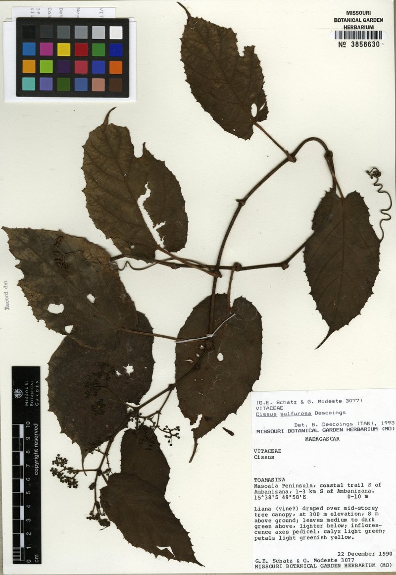 Cissus sulfurosa photo 3