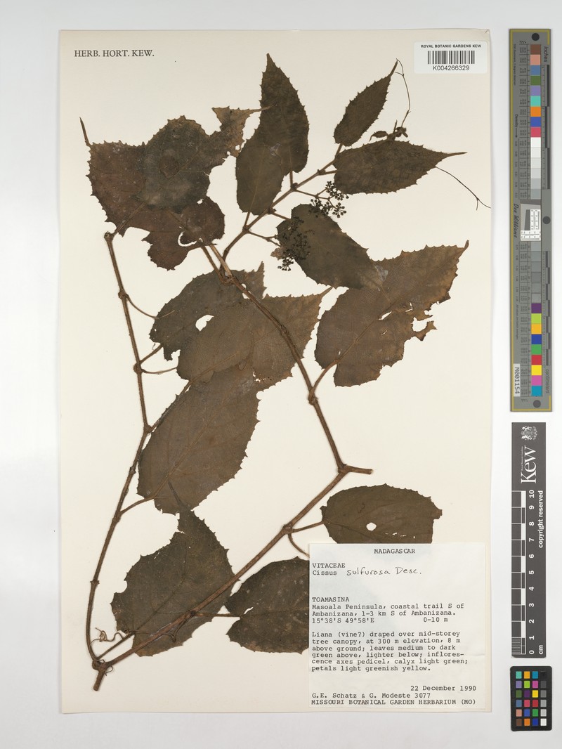Cissus sulfurosa photo 4
