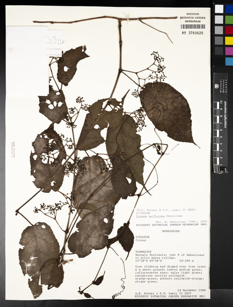 Cissus sulfurosa photo 5