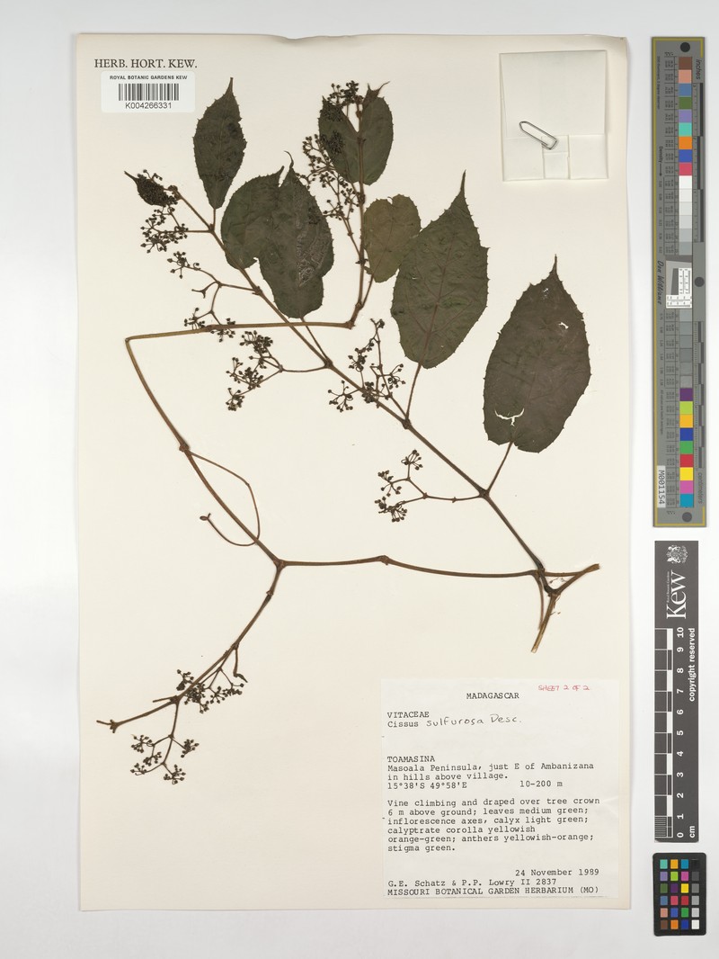 Cissus sulfurosa photo 6