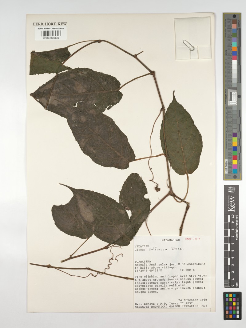 Cissus sulfurosa photo 7