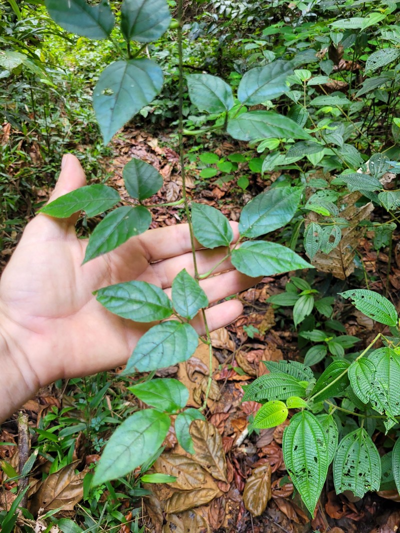 Cissus surinamensis photo 2