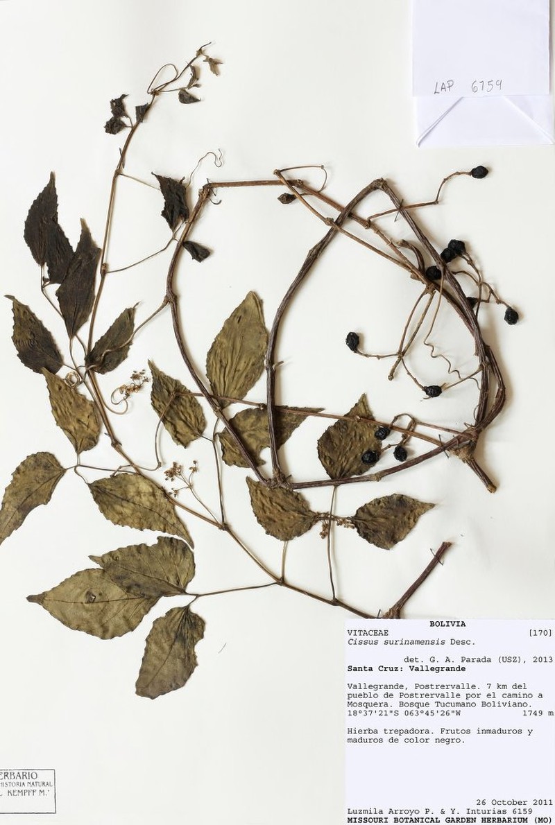 Cissus surinamensis photo 3