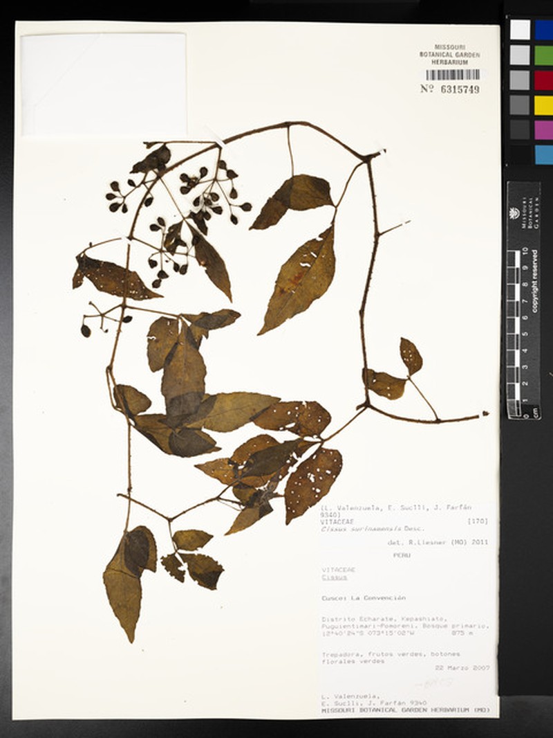 Cissus surinamensis photo 5