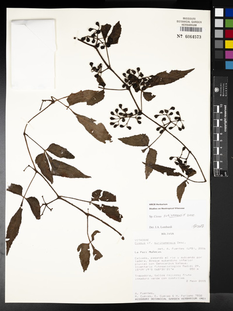 Cissus surinamensis photo 6