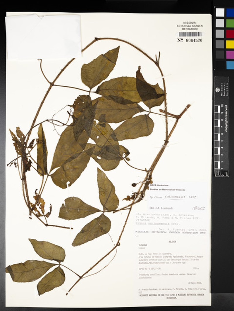 Cissus surinamensis photo 7