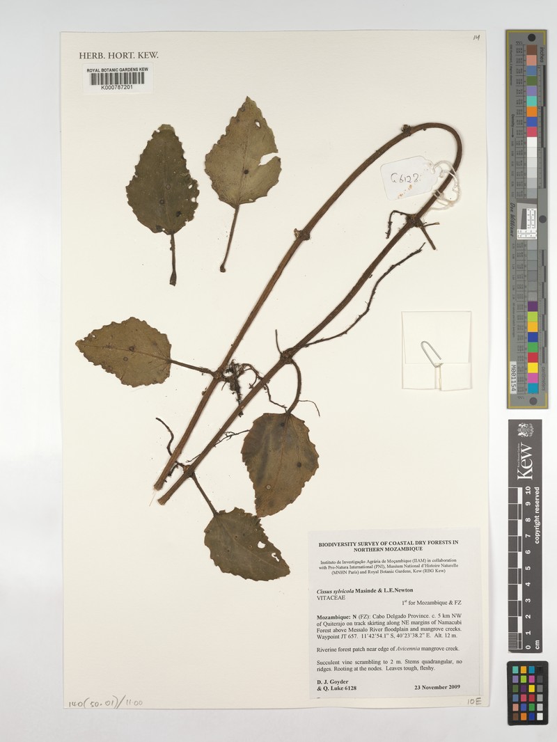 Cissus sylvicola