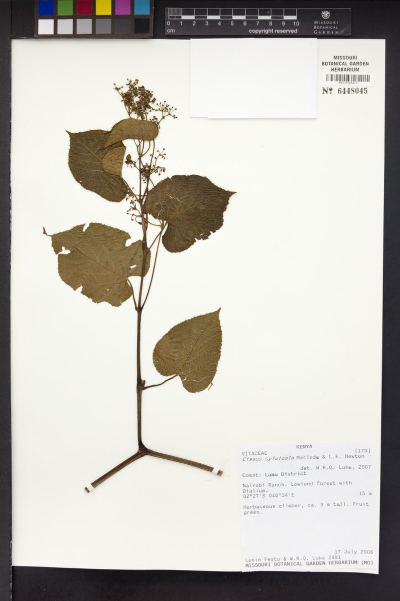 Cissus sylvicola photo 2