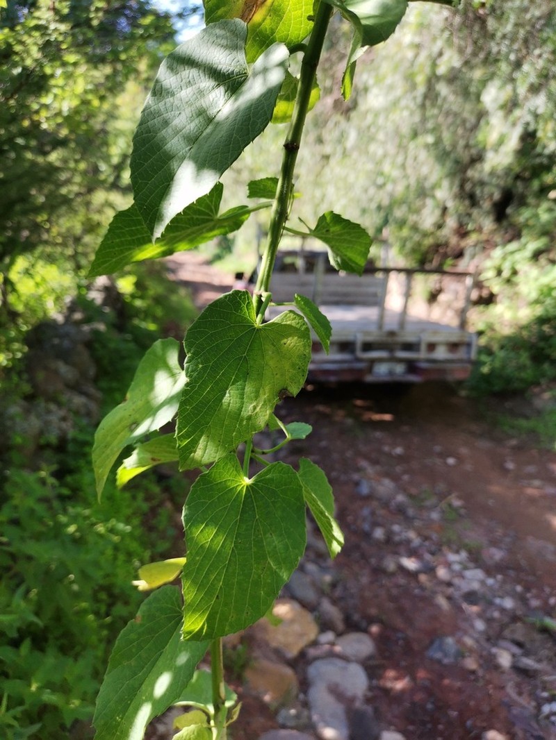 Cissus tiliacea