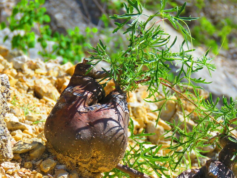 Cissus tiliacea photo 4