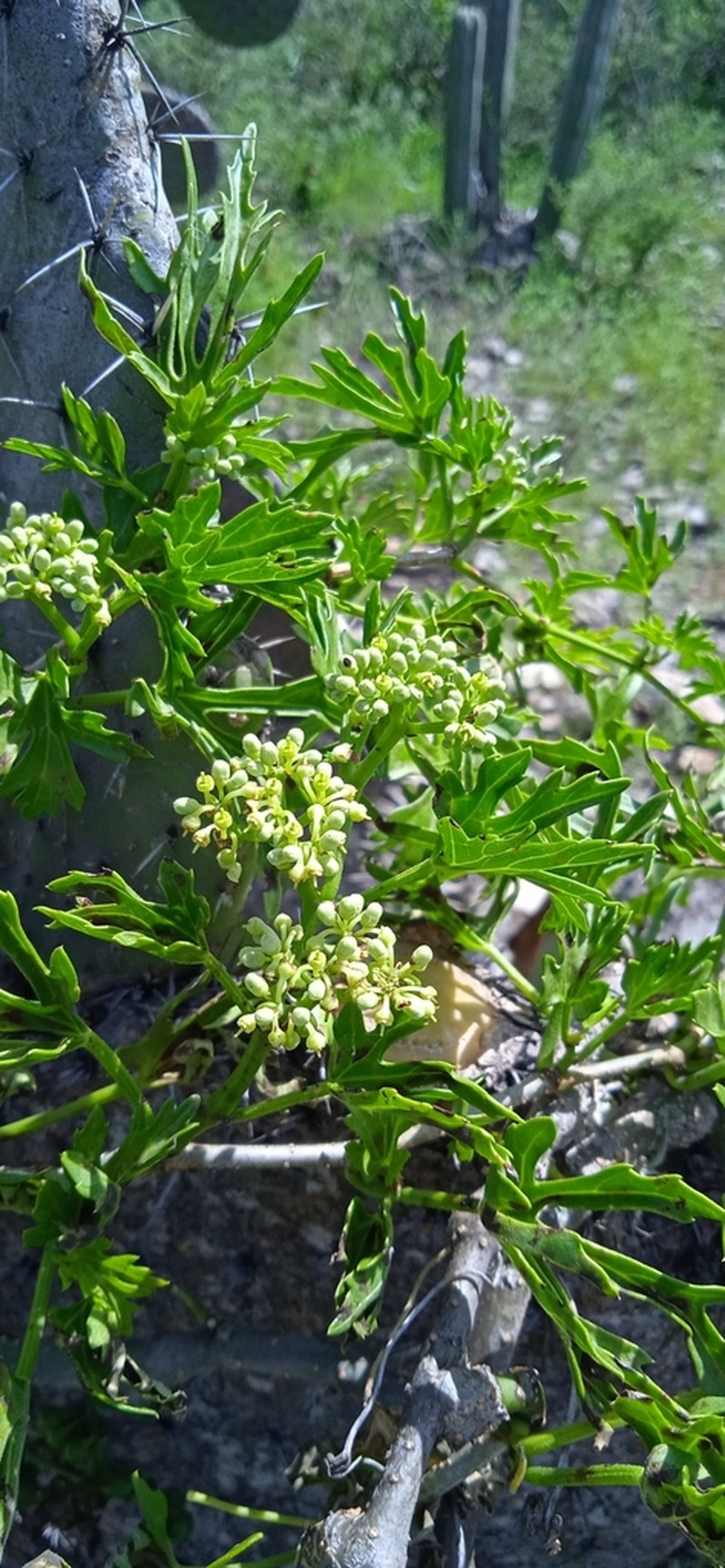 Cissus tiliacea photo 5