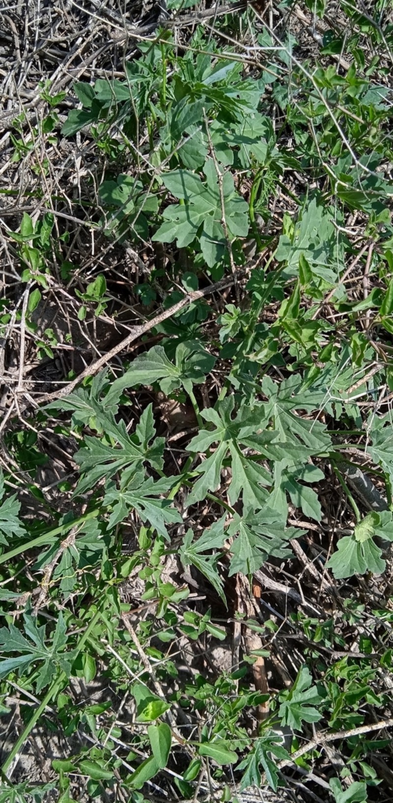 Cissus tiliacea photo 6