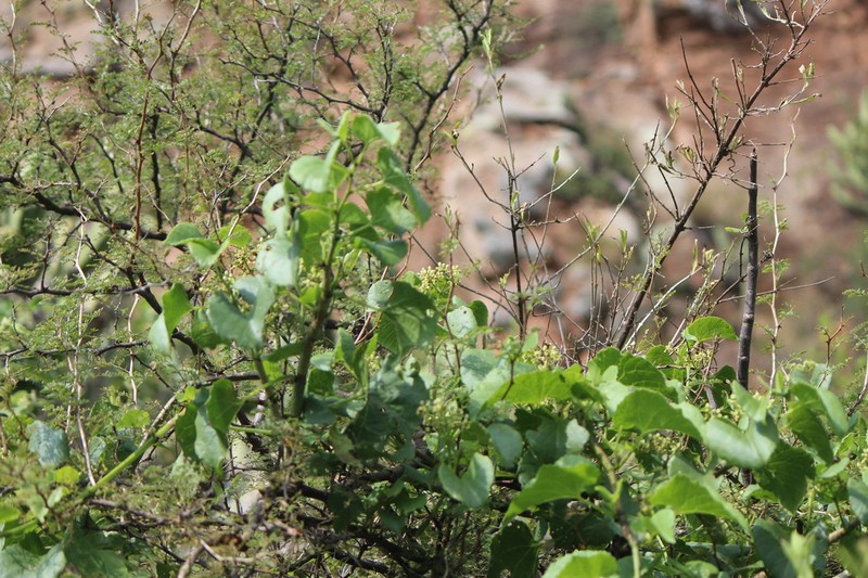 Cissus tiliacea photo 7