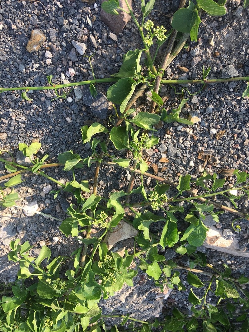 Cissus tiliacea photo 8