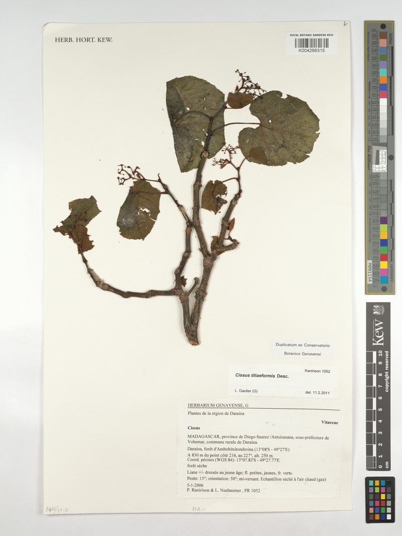 Cissus tiliiformis photo 2