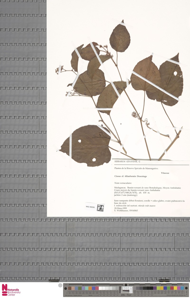 Cissus tiliiformis photo 3