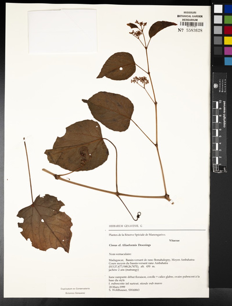 Cissus tiliiformis photo 4