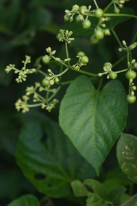 Cissus tinctoria