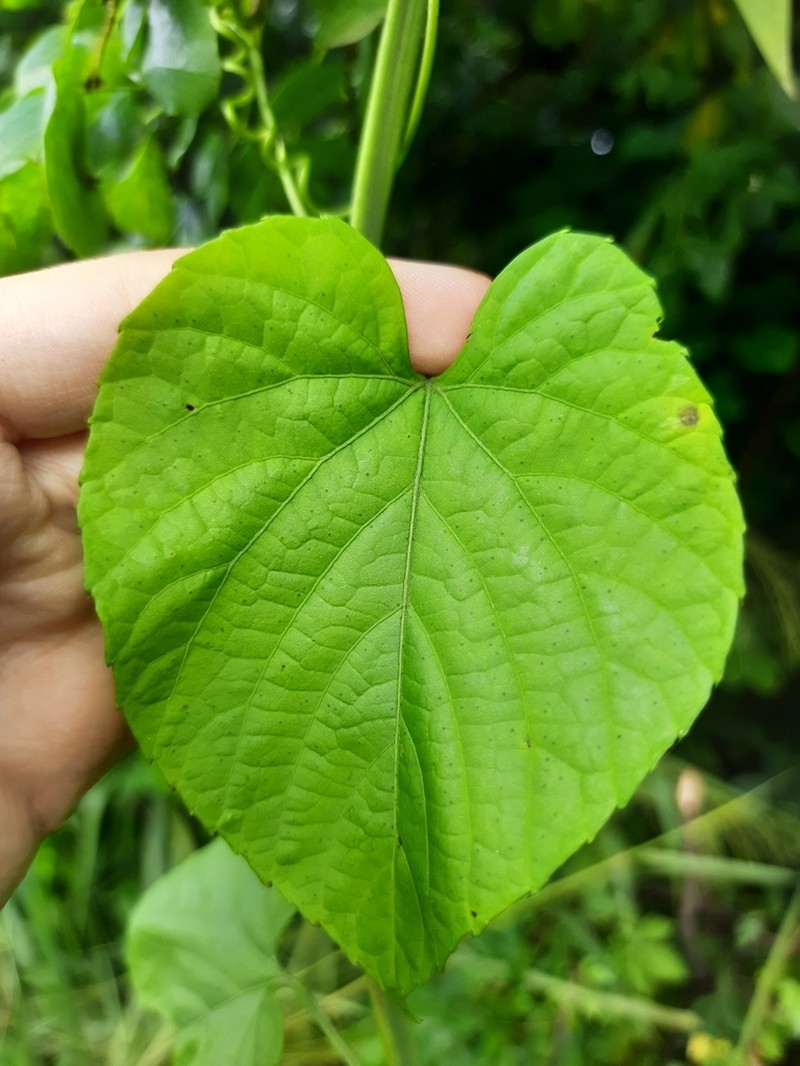 Cissus tinctoria photo 2