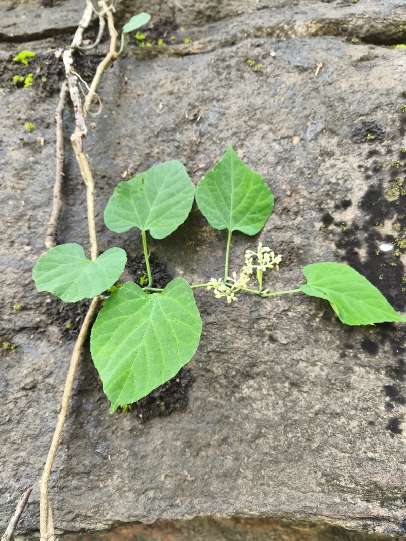 Cissus tinctoria photo 3