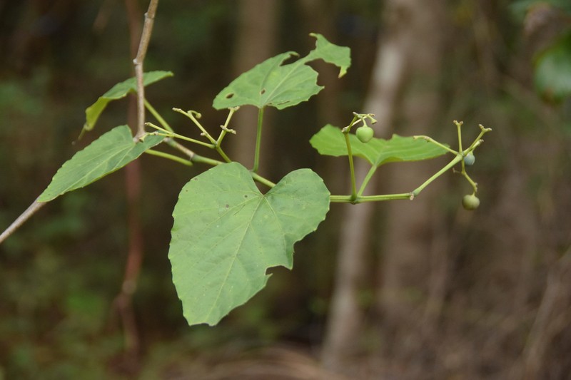 Cissus tinctoria photo 4