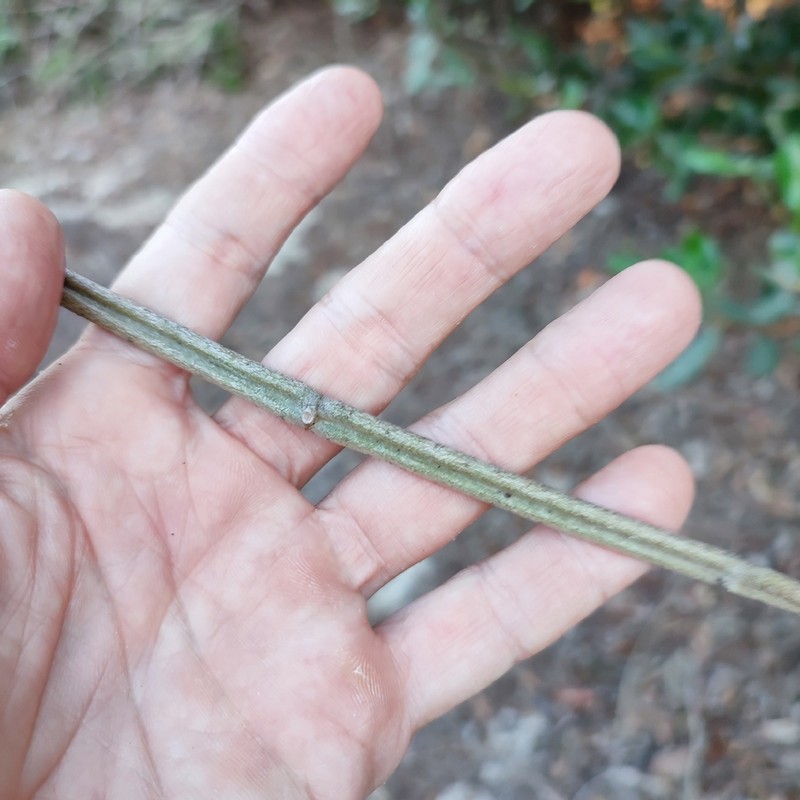 Cissus tinctoria photo 5