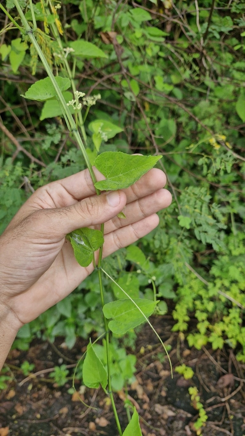 Cissus tinctoria photo 6