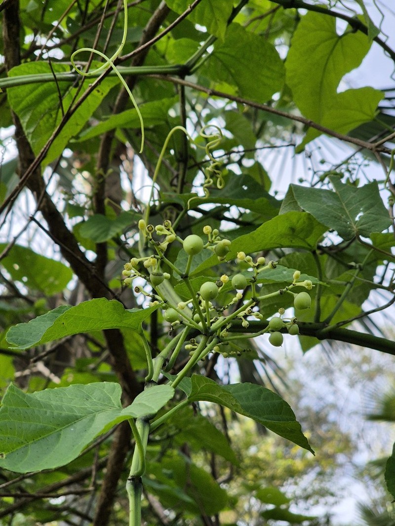 Cissus tinctoria photo 7