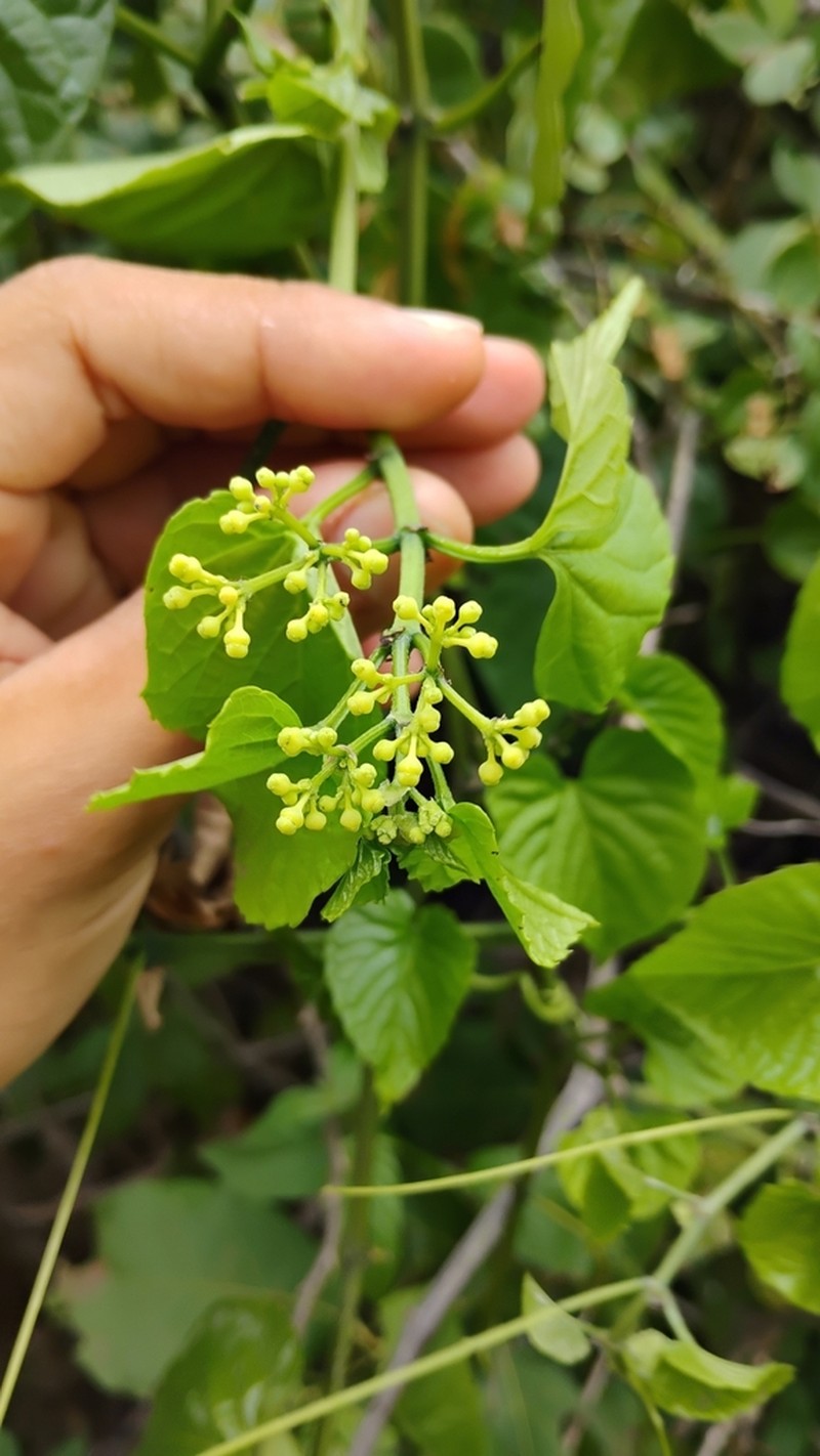 Cissus tinctoria photo 8