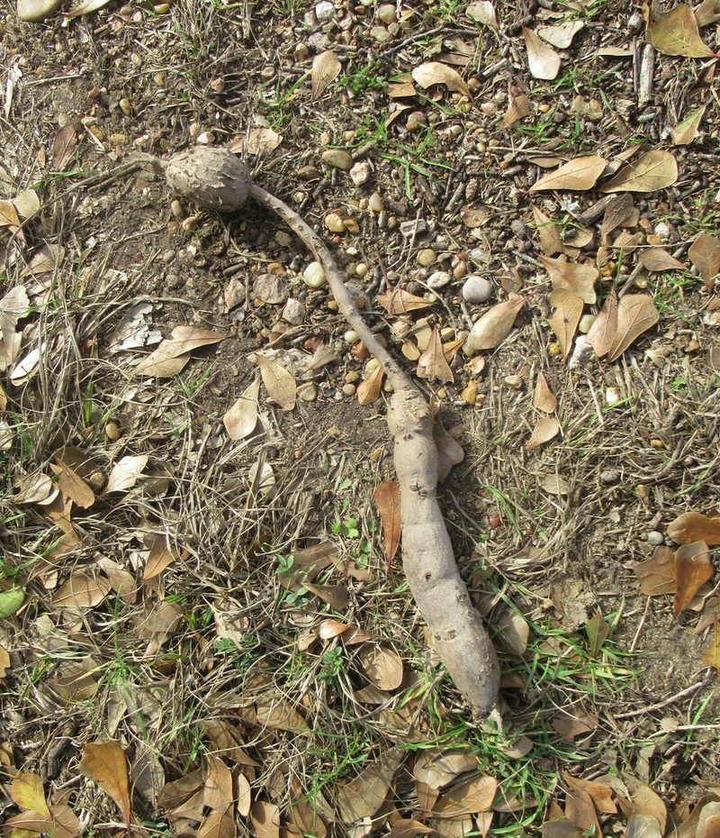 Sorrelvine